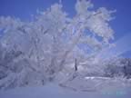Sculture invernali (18kb)